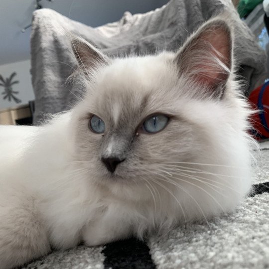 chat Ragdoll blue mitted Doris Didi Les Ragdolls de la Croisette