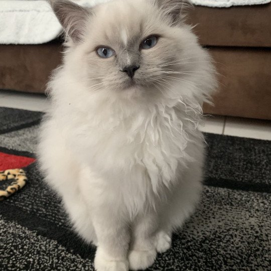 chat Ragdoll blue mitted Doris Didi Les Ragdolls de la Croisette