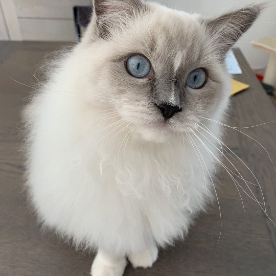 chat Ragdoll blue mitted Doris Didi Les Ragdolls de la Croisette