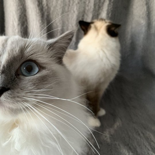 chat Ragdoll blue mitted Doris Didi Les Ragdolls de la Croisette