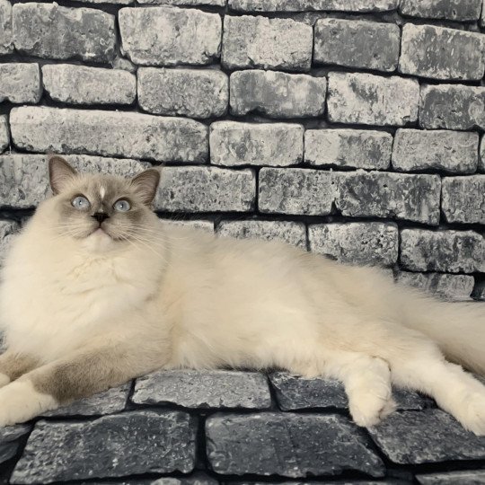 chat Ragdoll blue mitted Doris Didi Les Ragdolls de la Croisette