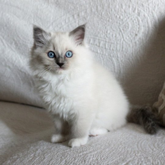 chat Ragdoll blue mitted Doris Didi Les Ragdolls de la Croisette