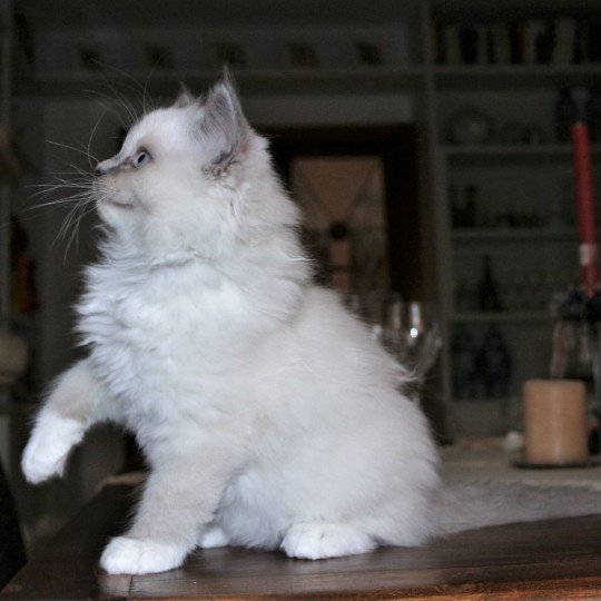 chat Ragdoll blue mitted Doris Didi Les Ragdolls de la Croisette