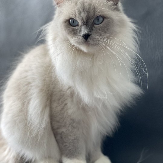 chat Ragdoll blue point mitted Doris Didi Les Ragdolls de la Croisette