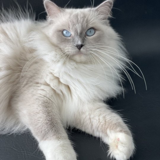 chat Ragdoll blue point mitted Doris Didi Les Ragdolls de la Croisette