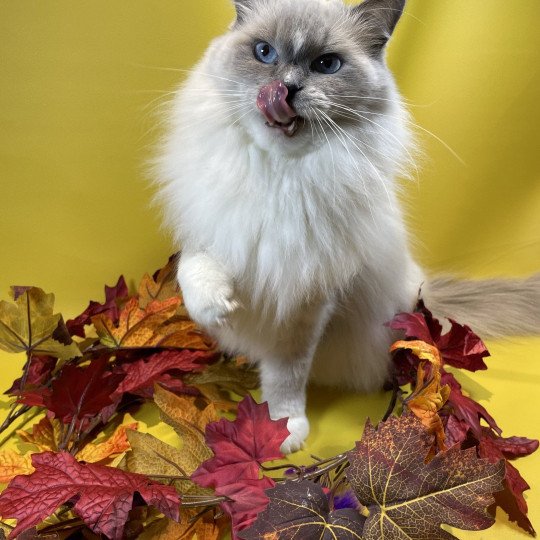 chat Ragdoll blue point mitted Doris Didi Les Ragdolls de la Croisette