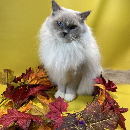 chat Ragdoll blue point mitted Doris Didi Les Ragdolls de la Croisette