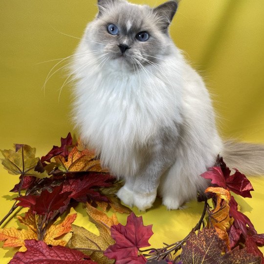 chat Ragdoll blue point mitted Doris Didi Les Ragdolls de la Croisette