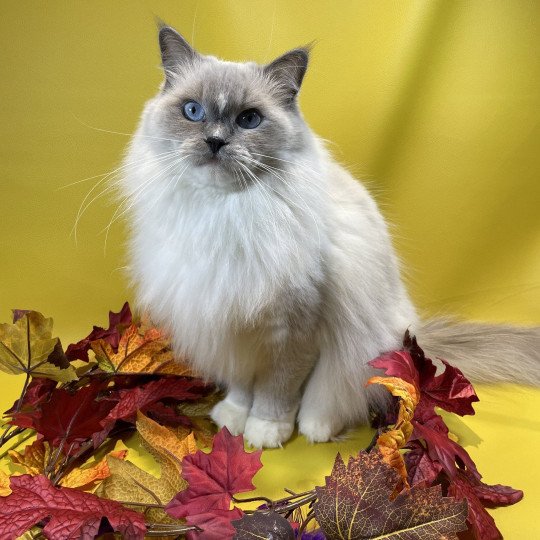 chat Ragdoll blue point mitted Doris Didi Les Ragdolls de la Croisette