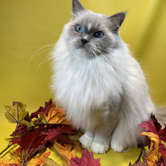 chat Ragdoll blue point mitted Doris Didi Les Ragdolls de la Croisette