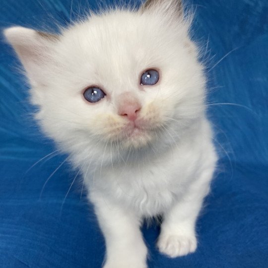 chaton Ragdoll point bicolor Gris Les Ragdolls de la Croisette