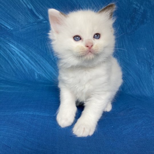 chaton Ragdoll point bicolor Gris Les Ragdolls de la Croisette