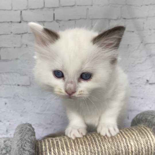 chaton Ragdoll point bicolor Sissi Les Ragdolls de la Croisette