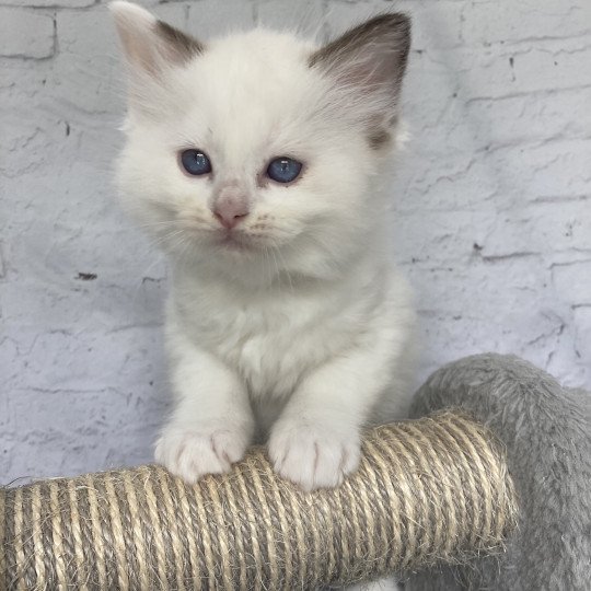 chaton Ragdoll point bicolor Sissi Les Ragdolls de la Croisette