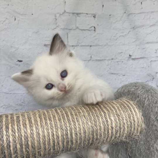 chaton Ragdoll point bicolor Sissi Les Ragdolls de la Croisette