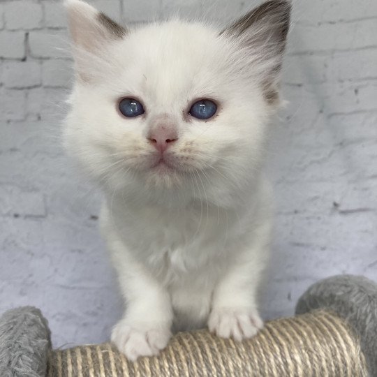 chaton Ragdoll point bicolor Sissi Les Ragdolls de la Croisette