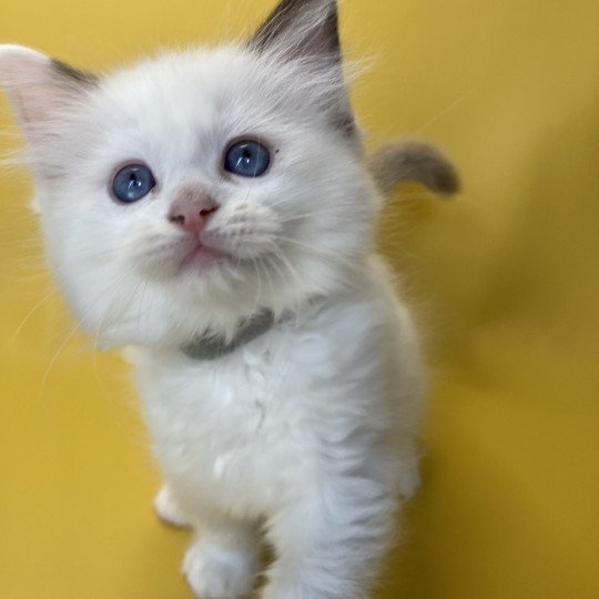 chaton Ragdoll point bicolor Sissi Les Ragdolls de la Croisette