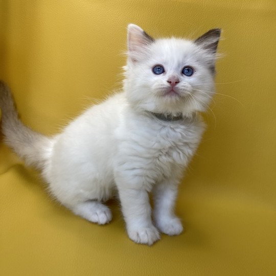 chaton Ragdoll point bicolor Sissi Les Ragdolls de la Croisette