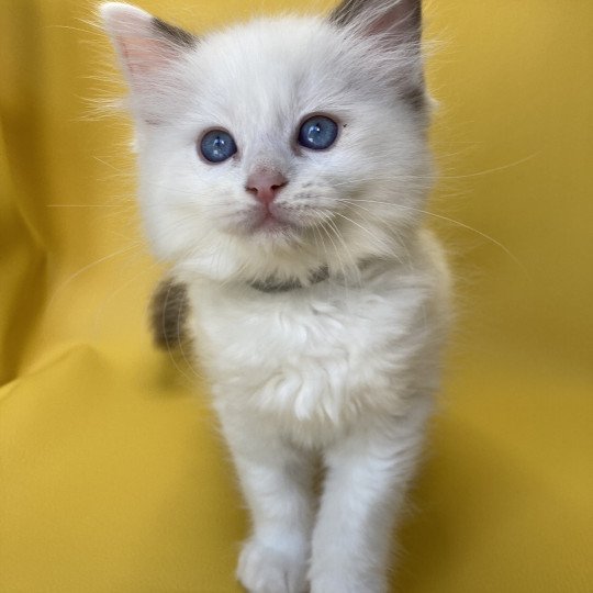 chaton Ragdoll point bicolor Sissi Les Ragdolls de la Croisette