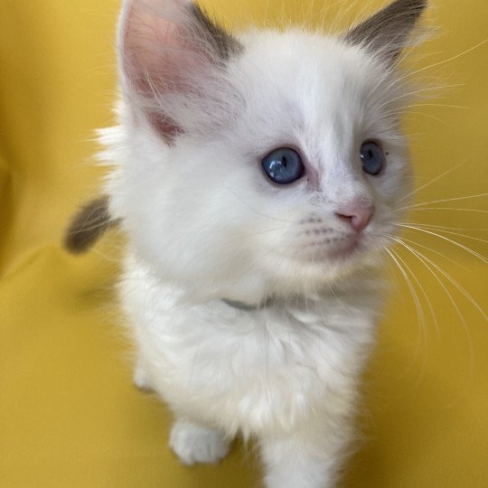 chaton Ragdoll point bicolor Sissi Les Ragdolls de la Croisette