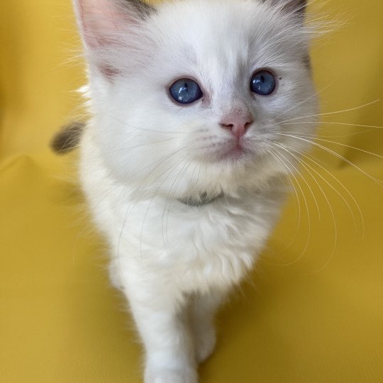 chaton Ragdoll point bicolor Sissi Les Ragdolls de la Croisette