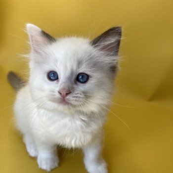 chaton Ragdoll point bicolor Sissi Les Ragdolls de la Croisette