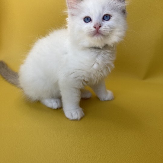 chaton Ragdoll point bicolor Sissi Les Ragdolls de la Croisette