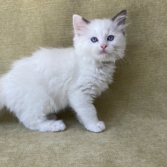 chaton Ragdoll point bicolor Sissi Les Ragdolls de la Croisette