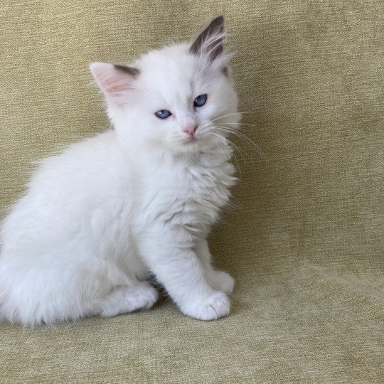 chaton Ragdoll point bicolor Sissi Les Ragdolls de la Croisette