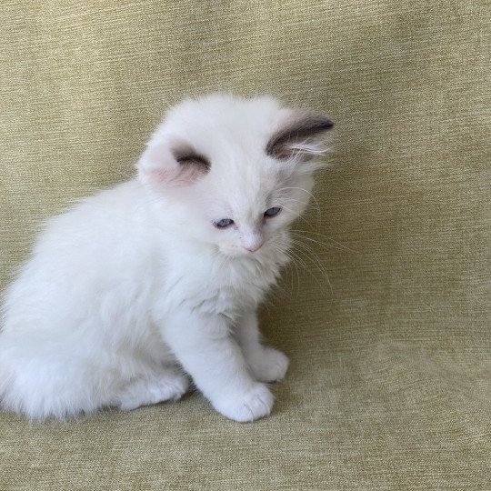 chaton Ragdoll point bicolor Sissi Les Ragdolls de la Croisette