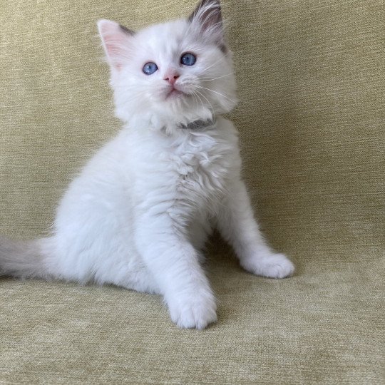 chaton Ragdoll point bicolor Sissi Les Ragdolls de la Croisette