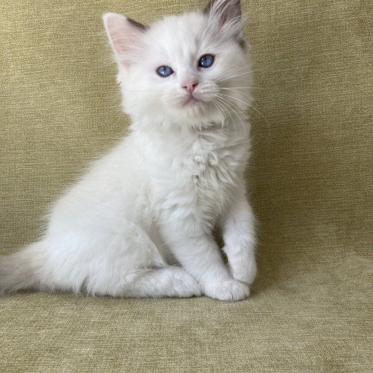 chaton Ragdoll point bicolor Sissi Les Ragdolls de la Croisette