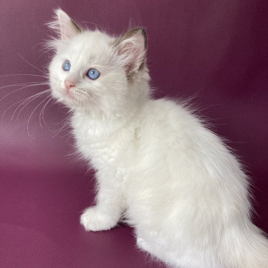 chaton Ragdoll point bicolor Sissi Les Ragdolls de la Croisette