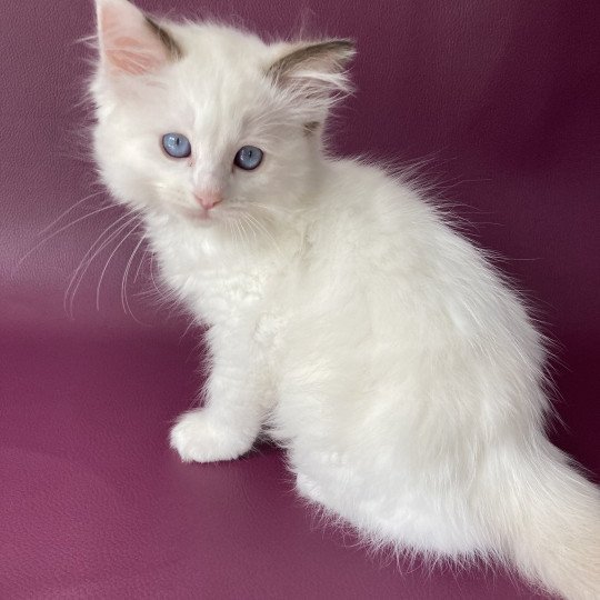 chaton Ragdoll point bicolor Sissi Les Ragdolls de la Croisette