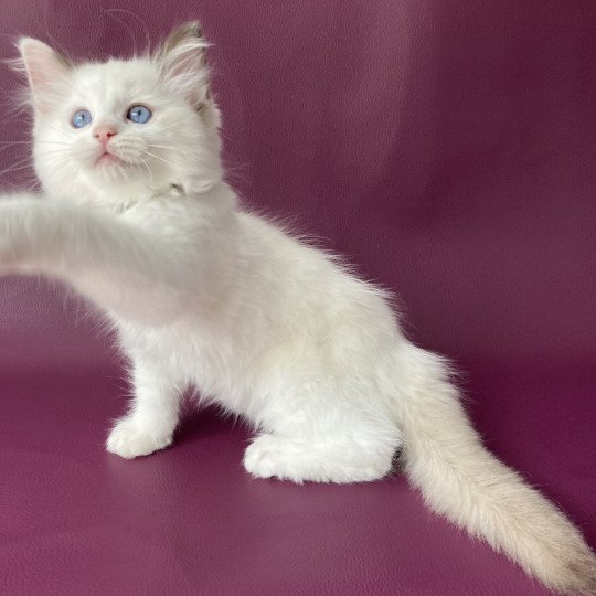 chaton Ragdoll point bicolor Sissi Les Ragdolls de la Croisette