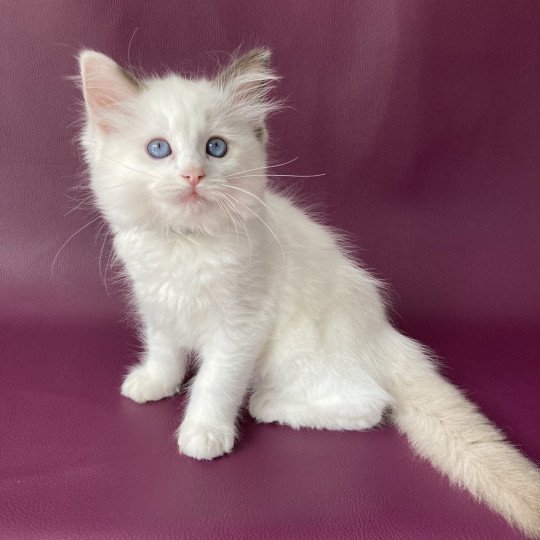 chaton Ragdoll point bicolor Sissi Les Ragdolls de la Croisette