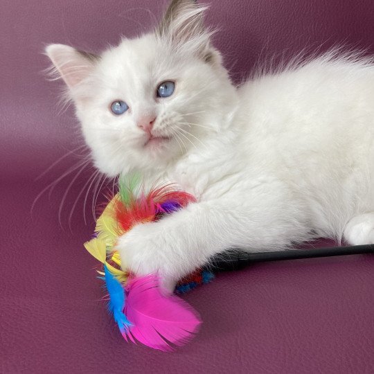 chaton Ragdoll point bicolor Sissi Les Ragdolls de la Croisette