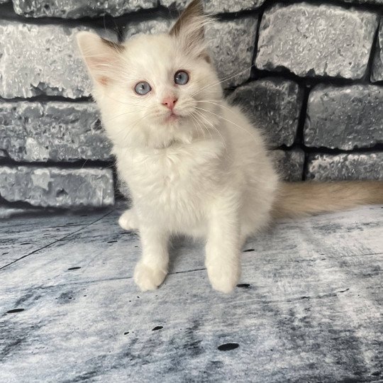 chaton Ragdoll point bicolor Sissi Les Ragdolls de la Croisette