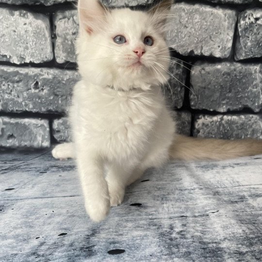 chaton Ragdoll point bicolor Sissi Les Ragdolls de la Croisette