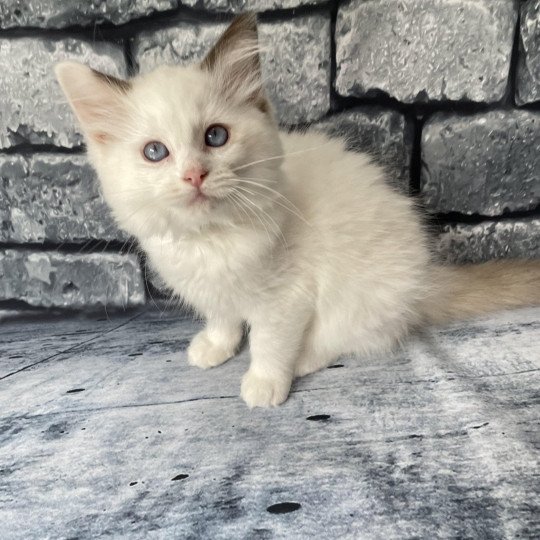 chaton Ragdoll point bicolor Sissi Les Ragdolls de la Croisette