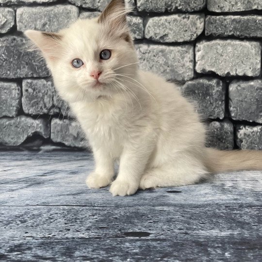 chaton Ragdoll point bicolor Sissi Les Ragdolls de la Croisette