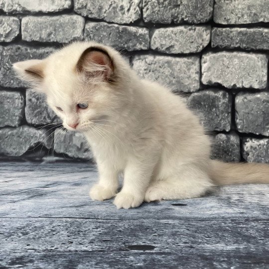 chaton Ragdoll point bicolor Sissi Les Ragdolls de la Croisette