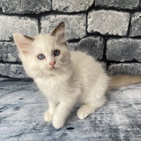 chaton Ragdoll point bicolor Sissi Les Ragdolls de la Croisette