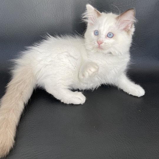 chaton Ragdoll point bicolor Sissi Les Ragdolls de la Croisette