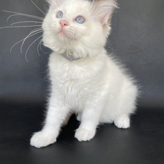 chaton Ragdoll point bicolor Sissi Les Ragdolls de la Croisette