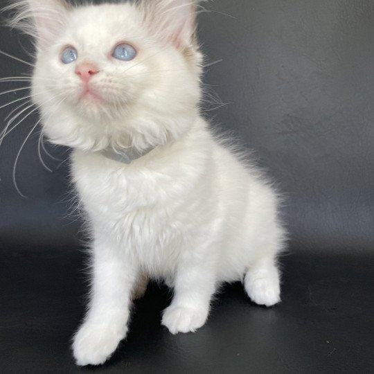 chaton Ragdoll point bicolor Sissi Les Ragdolls de la Croisette