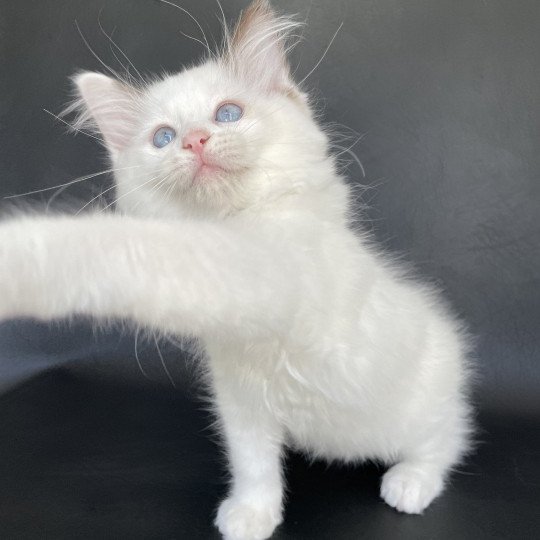 chaton Ragdoll point bicolor Sissi Les Ragdolls de la Croisette