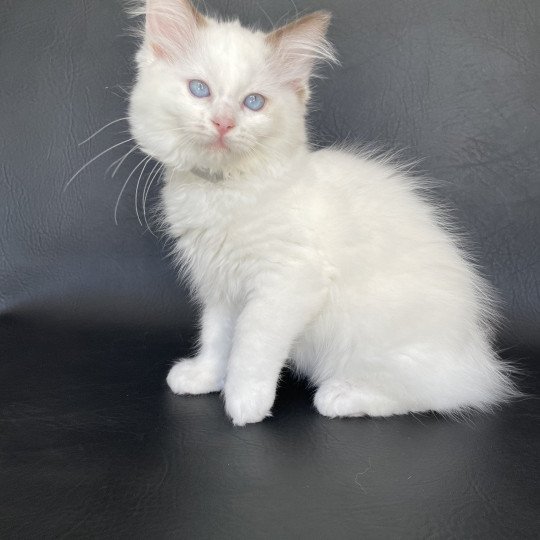 chaton Ragdoll point bicolor Sissi Les Ragdolls de la Croisette