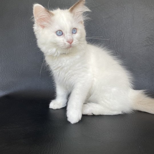 chaton Ragdoll point bicolor Sissi Les Ragdolls de la Croisette