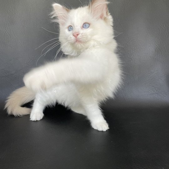 chaton Ragdoll point bicolor Sissi Les Ragdolls de la Croisette